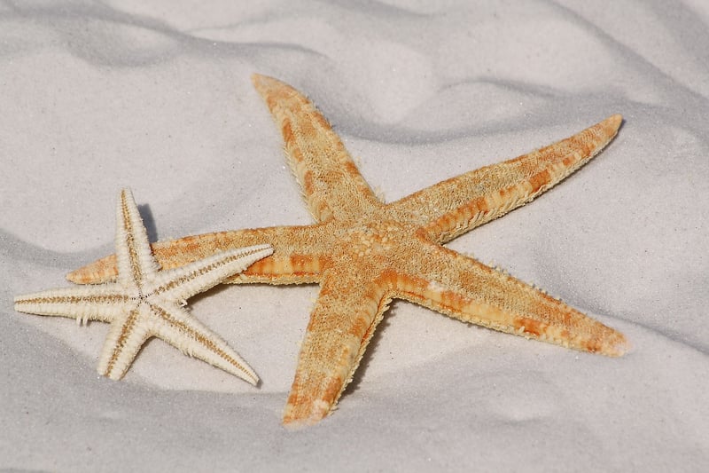 Five-Star Resorts